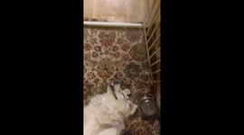 Our dog loves to be lazy and chill out on her back in the middle of the floor with a cheeky grin