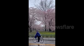 US: Cherry Blossoms In Full Bloom At Central Park In New York City