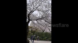 Japan: Cherry Blossoms Reach Full Bloom In Tokyo 6
