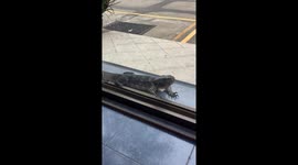 Wild monitor lizard stares through shop window