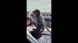 Wild monkey vandalises car roof in Thailand