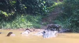 Critically endangered Siamese crocodile frightens group of otters
