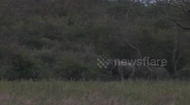 female elephant chasing to 2 peoples who disturb them in sri lanka