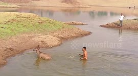 Injured Sambar deer rescued from pond in western India