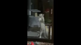 Cat scratches against door without noticing it is open
