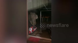 Wild elephant checks out tourists' motorcycle outside forest inn