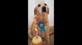 A 14 year time-lapse of my Labrador dog Roxie from 6 weeks old puppy to almost 14 when she passed away recently