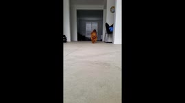 Slow mo video of Red Puppy (Cavoodle)