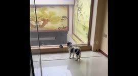 Chinese Dog's Bark Scares Startles Mouse