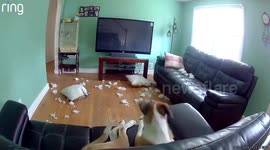Home security camera captures startled dog during Dunellen, USA earthquake