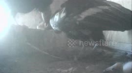 Oregon Zoo Welcomes Seven Endangered Condor Chicks in Portland, USA