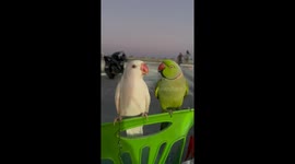 Parrots Mintee and Amber on a Date