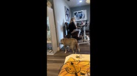 Thirsty Dog's Noisy Drinking Disrupts Work Meeting