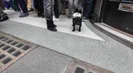 Cute dogs take part in the 10th annual London Hat Walk