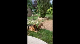Two Gentle Dogs Watch Over a Rescued Fawn