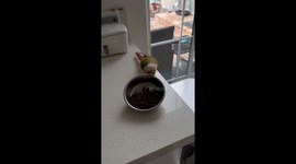 Picky Parrot Tosses Out His Food