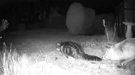 Neighbour's Cat Tries Eating Fox's Dinner
