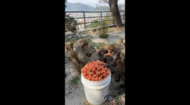 Feeding Carrots to a Group of Monkeys