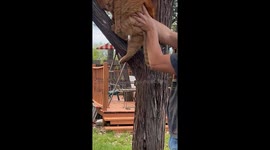 Orange Cat is Bereft of All Wild Instincts