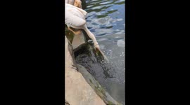 Pelican Disguising As Master Hunter Wows People in China