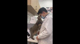 Affectionate Chinese Cat Comforts Owner After Day’s Work