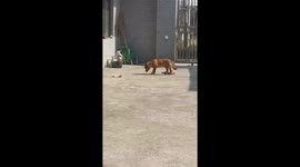 Mischievous Dog's Great Escape Stuns Owner in eastern China