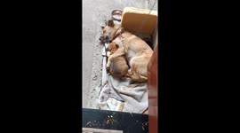 Tender Moment in China: Dog Mom and Pup Drift into Sweet Dreams