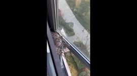 Cozy Nesting: Turtle Doves Make Home in Window Sill, Bridges Human Connection