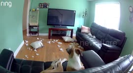 Pet dog panics during earthquake in New Jersey