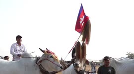 Villagers revitalize centuries-old ox-cart racing tradition in Cambodia