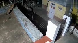 Leopard AND black bear spotted roaming on house roof in south India
