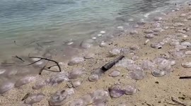 Hundreds of dead jellyfish wash ashore on Thai beach