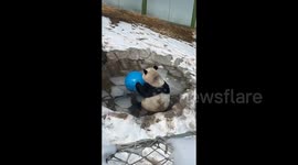 Panda Taking Bath and Singing in Luoyang, China