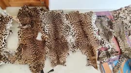 Inter-state wildlife racket busted in eastern India; seven held