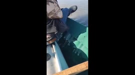 Volunteers rescue cat stranded on submerged house roof