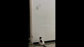 Gata cachorra demuestra su agilidad al captura de un salto un objetivo ubicado a casi metro y medio de altura.