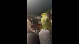 Passionate Parrots Show Their Love For Each Other
