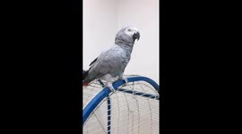 Entertaining parrot: clicking, dancing, and delighting in Iran