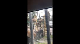 Dozens of wild monkeys climb over pickup truck