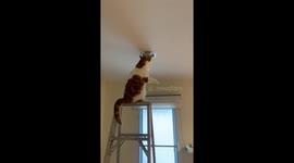 Pet cat helps to change light bulb