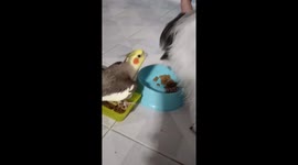 Pet cockatiel eats lunch with dog