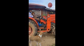 Pet dog joins farmer while driving tractor
