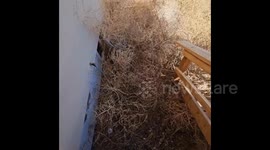 Tumbleweed blocks house entrance due to string wind in Colorado