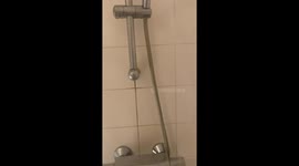 Siberian cat finds unlikely perch, lounges on shower rod