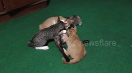 Weaning lessons: Mother cat gently guides kittens towards independence