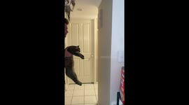 Tuxedo Cat Fails Intelligence Test