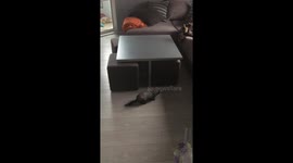 Epic Game of Tag Between Dog and Ferret Best Friends