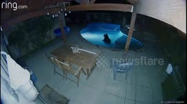 Bear Takes Nighttime Swim In California Pool