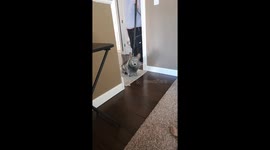 Muddy Corgi Has No Regrets
