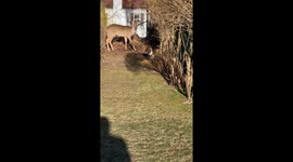 Beagle Chows Down With a Deer